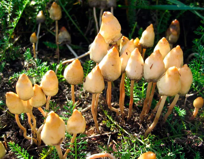 Psilocybe semilanceata