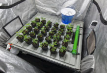 Missouri multa a cultivadores de cannabis por traer clones y semillas de otros Estados Missouri multa a cultivadores de cannabis por traer clones y semillas de otros Estados