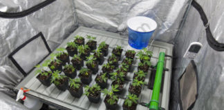 Missouri multa a cultivadores de cannabis por traer clones y semillas de otros Estados