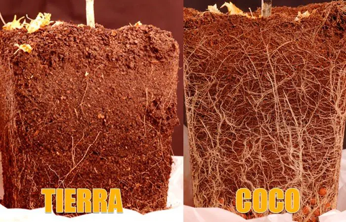 Direfencias en el desarrollo radicular del cultivo en tierra y en coco.