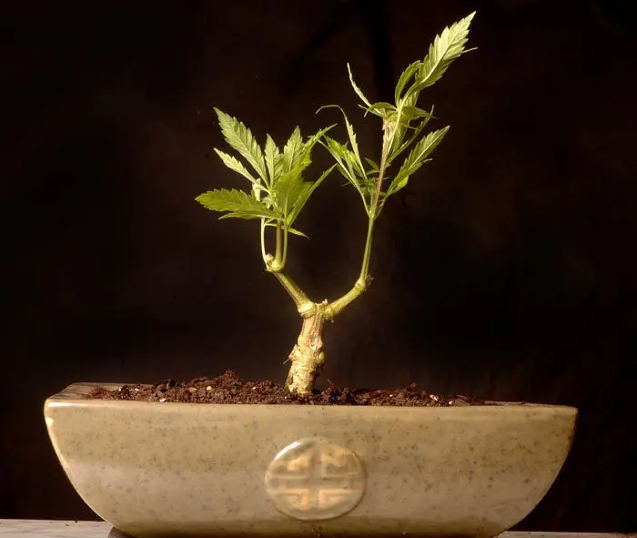 Cultivo en akadama y lutita