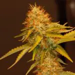 Cómo cultivar Skunk (III) Cómo cultivar Skunk (III)