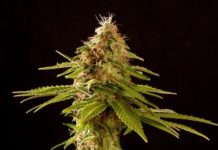 Substratum Planta cultivada en coco y humus de lombriz