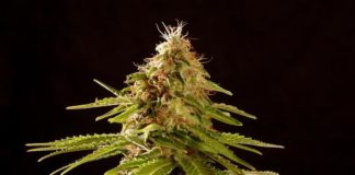 Planta cultivada en coco y humus de lombriz