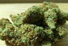 Absuelto un hombre porque el cannabis que llevaba tenía más porcentaje de CBD que de THC Absuelto un hombre porque el cannabis que llevaba tenía más porcentaje de CBD que de THC