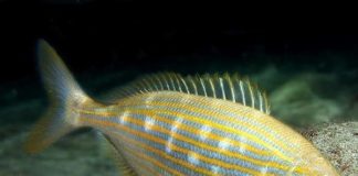Este pez del Mediterráneo produce alucinaciones similares al LSD
