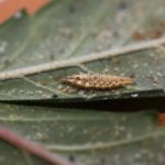 Las larvas “desnudas” de crisópidos suelen refugiarse en el envés de las hojas.