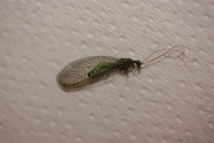 Crisopa verde, obs&eacute;rvese el tama&ntilde;o de las alas y de las antenas si  comparamos con el resto del cuerpo