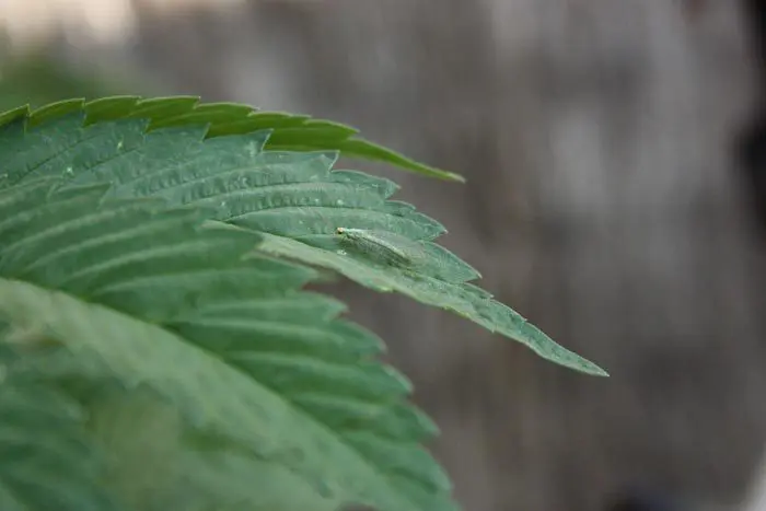 Una crisopa verde sobre una hoja. Si observamos esta situación es probable que, ya haya algo de pulgones desarrollando sobre la planta.