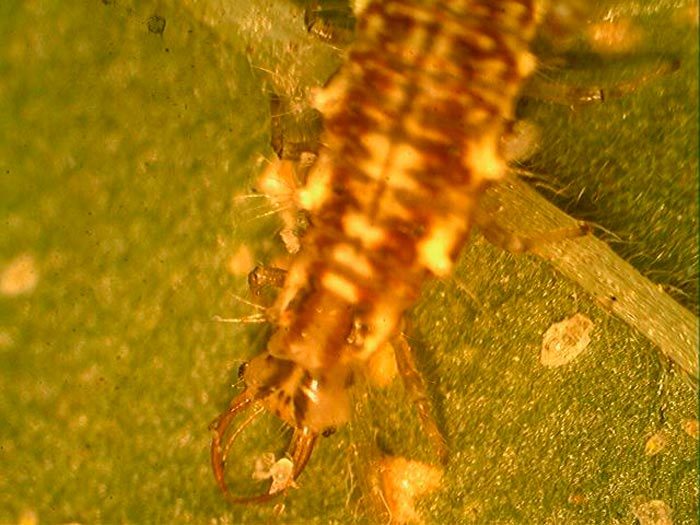 Larva de Chrysoperla carnea. (Cabeza y tórax)