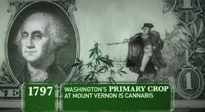 Cosechan cáñamo en finca de George Washington en Virginia