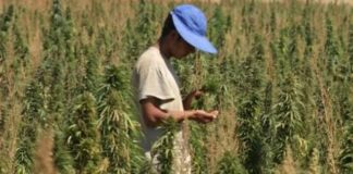 ¿Puede el cambio climático lograr la legalización del cannabis en Líbano?