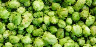 Una empresa de California crea el primer aceite de CBD elaborado con lúpulo, no con cannabis ni cáñamo