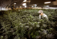 Un 'grower' riega plantas de marihuana en un invernadero en Ontario (Canad&aacute;). (Reuters)
