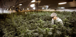 Un 'grower' riega plantas de marihuana en un invernadero en Ontario (Canadá). (Reuters)