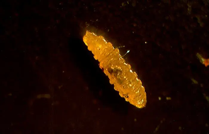 El estado fundamental preferido por las avispas Dacnusa sp. es el larvario. En la foto, una larva de minador de hoja extra&iacute;do de la mina. Hay que diseccionar la larva para ver si ha sido parasitada o esperar la emergencia del adulto. 