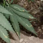 Los minadores pueden ser un problema en los cultivos de exterior y m&aacute;s seriamente en los cultivos en invernadero. Actualmente no existen programas preventivos para esta plaga aparte de la colocaci&oacute;n de trampas crom&aacute;ticas amarillas. En estos sistemas de cultivo el control natural ejercido por los enemigos naturales, es la primera barrera que deben saltar los minadores para evolucionar a plaga.