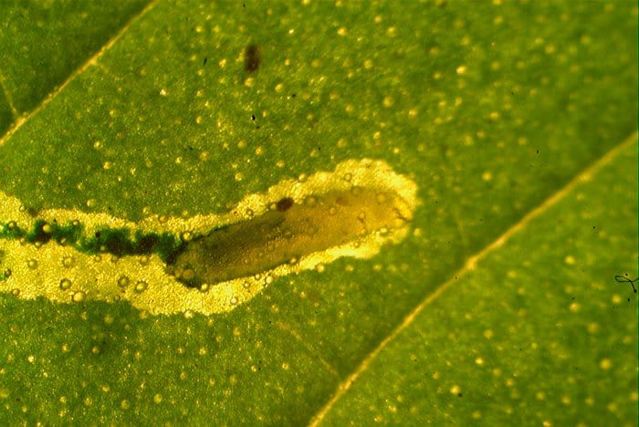 Las hembras de la especies Dacnusa sp. son buscadoras muy efectivas, localizan larvas solitarias de minadores entre las plantas del cultivo y una vez ubicada la larva, insertan el huevo dentro del cuerpo del huésped.