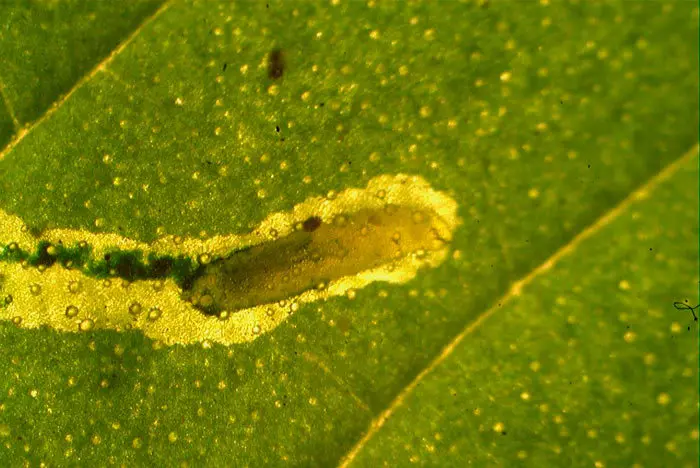 Las hembras de la especies Dacnusa sp. son buscadoras muy efectivas, localizan larvas solitarias de minadores entre las plantas del cultivo y una vez ubicada la larva, insertan el huevo dentro del cuerpo del hu&eacute;sped.