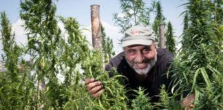El cultivo de cannabis esta salvando a granjeros italianos de la bancarrota