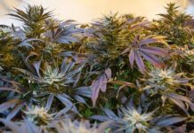 El Congreso investigará el uso médico del cannabis El Congreso investigará el uso médico del cannabis