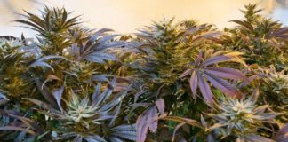 El Congreso investigar&aacute; el uso m&eacute;dico del cannabis
