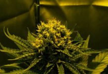 Ruanda aprueba el cultivo y la exportación de cannabis para apuntalar su economía Cogollo de Cheese pasadas las 6 semanas