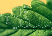 Cannabinoides sintéticos (II): THC sintético Cannabinoides sintéticos (II): THC sintético