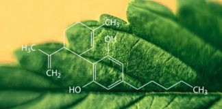 Investigadores de la UPC identifican 16 nuevos componentes del cannabis
