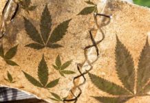 ¿Es beneficioso el cannabis para niños autistas? ¿Es beneficioso el cannabis para niños autistas?