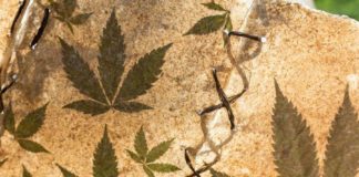 Cannabis y autismo, explicado