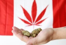 Escasea la marihuana en Canadá a unas semanas de su legalización canada 620x330