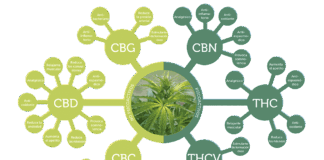 Descubren cual es el cannabinoide más eficaz para tratar el autismo