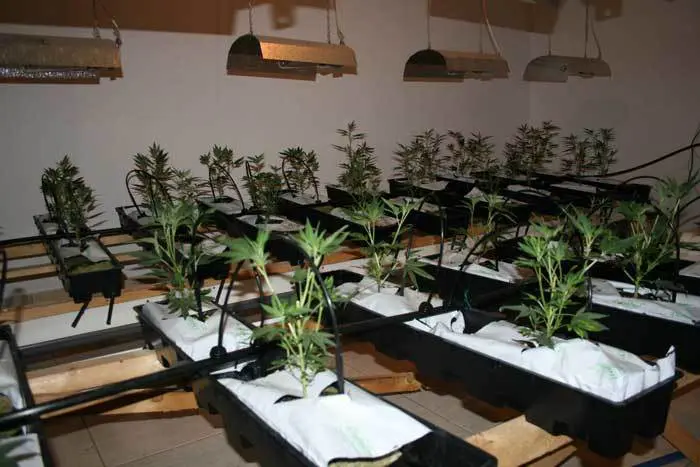 La aplicaci&oacute;n de agentes microbianos no es s&oacute;lo para el cultivo en suelo directo, los ataques de pat&oacute;genos del suelo en los cultivos hidrop&oacute;nicos y en los cultivos en contenedor en general, son devastadores, especialmente en cultivos en condiciones de interior.