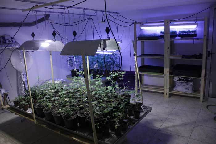 En la foto, un cuarto de plantas madres 100% “ecológico”. Vista su eficiencia, cada vez son más lo cannabiscultores que optan por este tipo de control.