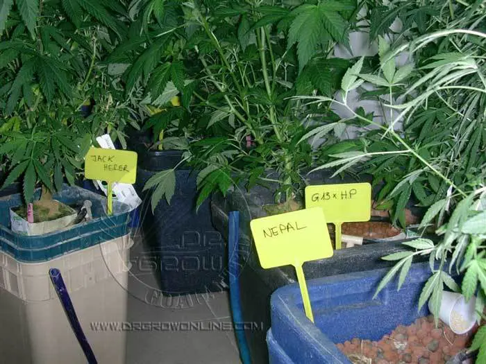 Una foto hist&oacute;rica, a&ntilde;o 2003, primeras estrategias de control biol&oacute;gico sobre las mosca del mantillo en cultivo sin suelo de cannabis. Uno de los  cuartos  de planta madres originarios que dieron vida a  Vulkaniaseeds. En la foto, una colecci&oacute;n de madres en hidrop&oacute;nico protegidas con Steinernema feltiae.