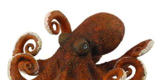 Drogar a un pulpo para entender el origen del comportamiento social