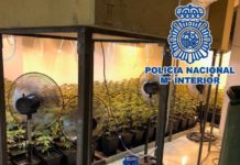 Abogados del cannabis: “Hay que regular para que las asociaciones no caigan en manos de mafiosos” Plantas de marihuana incautadas por la Policía Nacional en Málaga, este viernes.