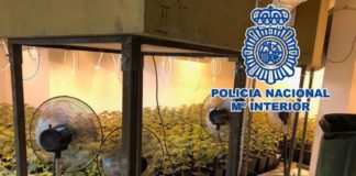 Detenidas 36 personas esta semana por cultivar marihuana en Málaga Plantas de marihuana incautadas por la Policía Nacional en Málaga, este viernes.