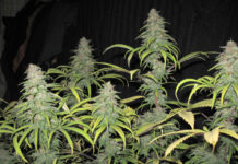 Cómo cultivar Haze (IV) Cómo cultivar Haze (IV)