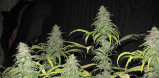 Cómo cultivar Haze (IV)