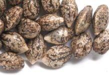 cannabis seeds dubai