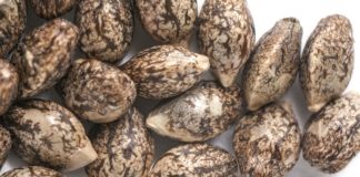 cannabis seeds dubai