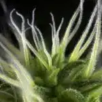 La importancia de los tricomas al cosechar marihuana Tricomas de cannabis