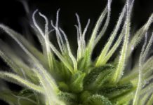 La importancia de los tricomas al cosechar marihuana Tricomas de cannabis