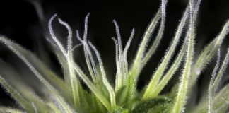 Tricomas de cannabis