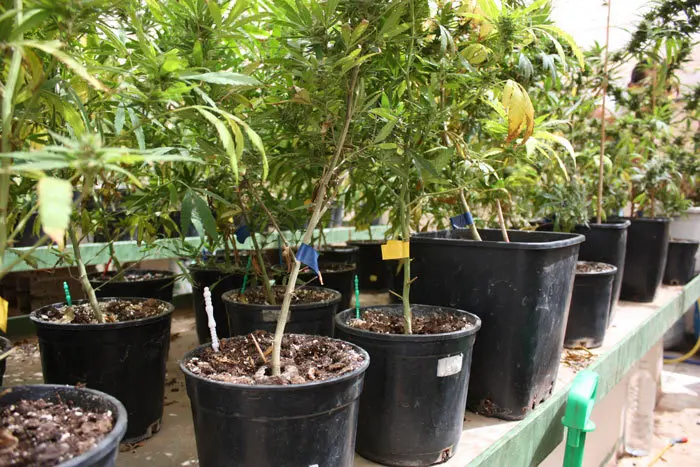 Las mesas de cultivo se usan en todo tipo de instalaciones de cultivo: interior, invernadero o semi&ndash;exterior (con malla) con se ve en la foto.