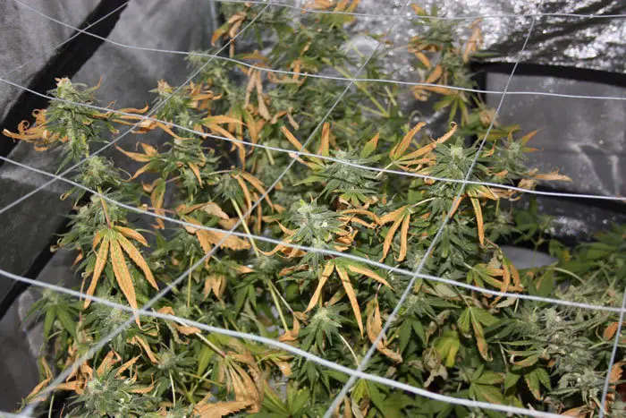 : Este cultivo de interior ha sufrido un ataque de hongos radiculares debido a la incorrecta manipulaci&oacute;n del riego y evacuaci&oacute;n del agua de drenaje