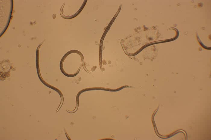 Los Steinernema feltiae se usan como biopesticidas para el control de la mosca del mantillo.