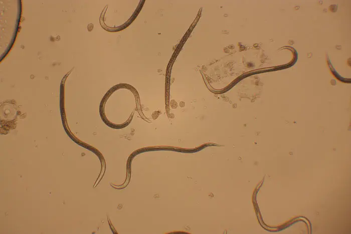 Los Steinernema feltiae se usan como biopesticidas para el control de la mosca del mantillo.
